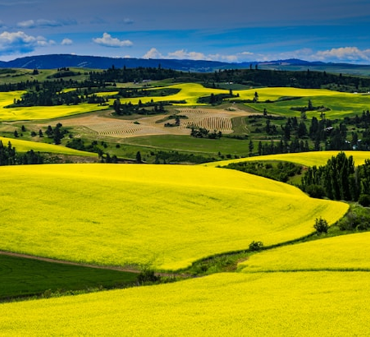 Rolling farmland with bright yellow fields