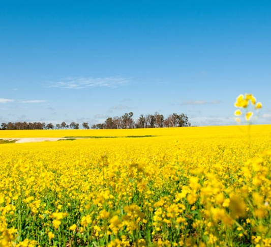 A wide canola field beneath a clear sky