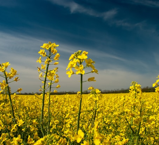 Tall canola flowers against a deep blue sky