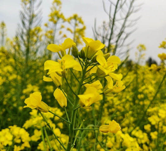Yellow canola flowers growing in a field